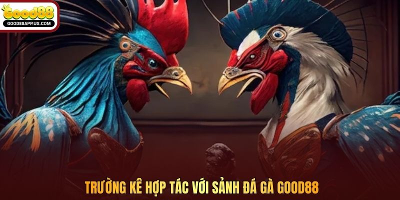 Trường kê hợp tác với sảnh đá gà Good88