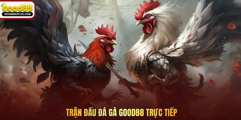 Trận đấu đá gà Good88 trực tiếp